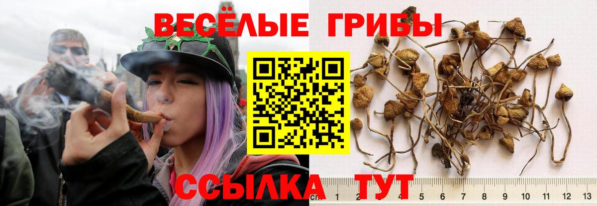 Знаменск  Псилоцибиновые грибы GOLDEN TEACHER  Вход с VPN 